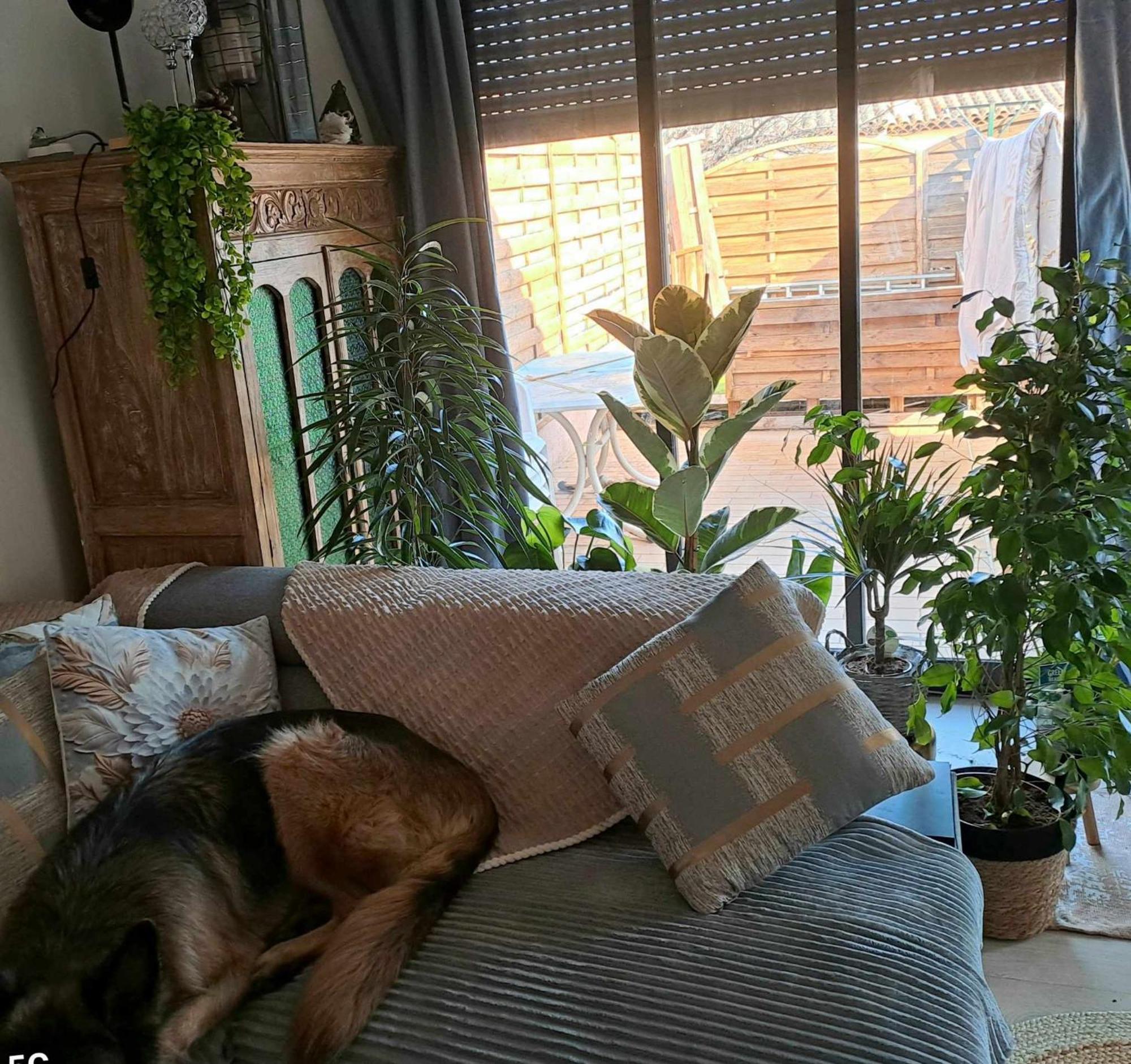 Homestay Terrasse